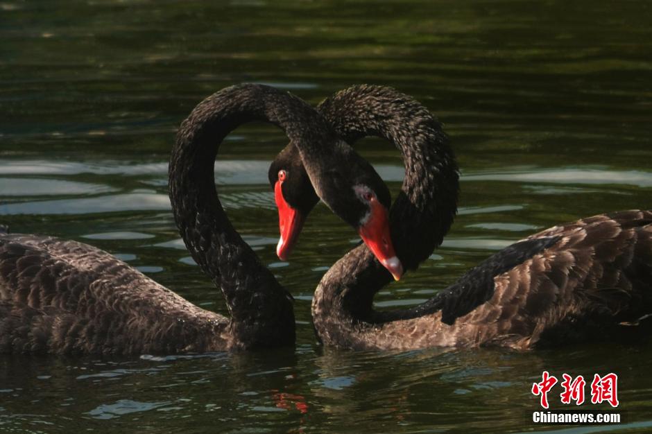 深圳野生動物園動物“情侶”七夕秀恩愛